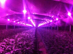 LED灯对农业有什么影响？