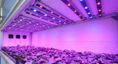 蓝光LED灯种菜产量提升